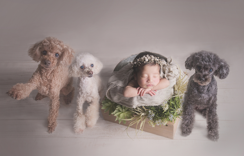 オプションペット