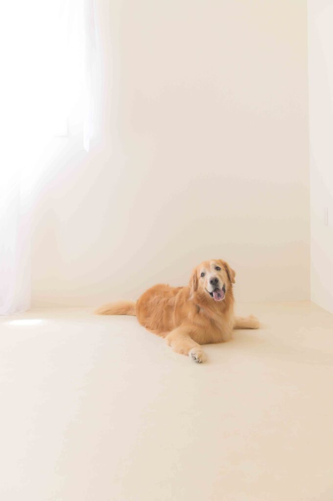 愛犬と一緒に新しい家族の誕生をお祝いする、スタジオリアンのマタニティフォト