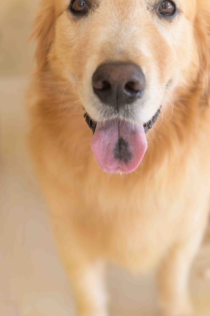 安全に愛犬同伴撮影を楽しんでいただくための、スタジオリアンのワクチン証明書などの撮影規約と安心の取り組み