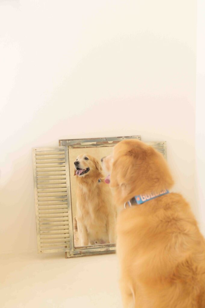 豊橋のstudio lienで撮影された、赤ちゃんが産まれる前から一緒の愛犬と家族の温かなショット