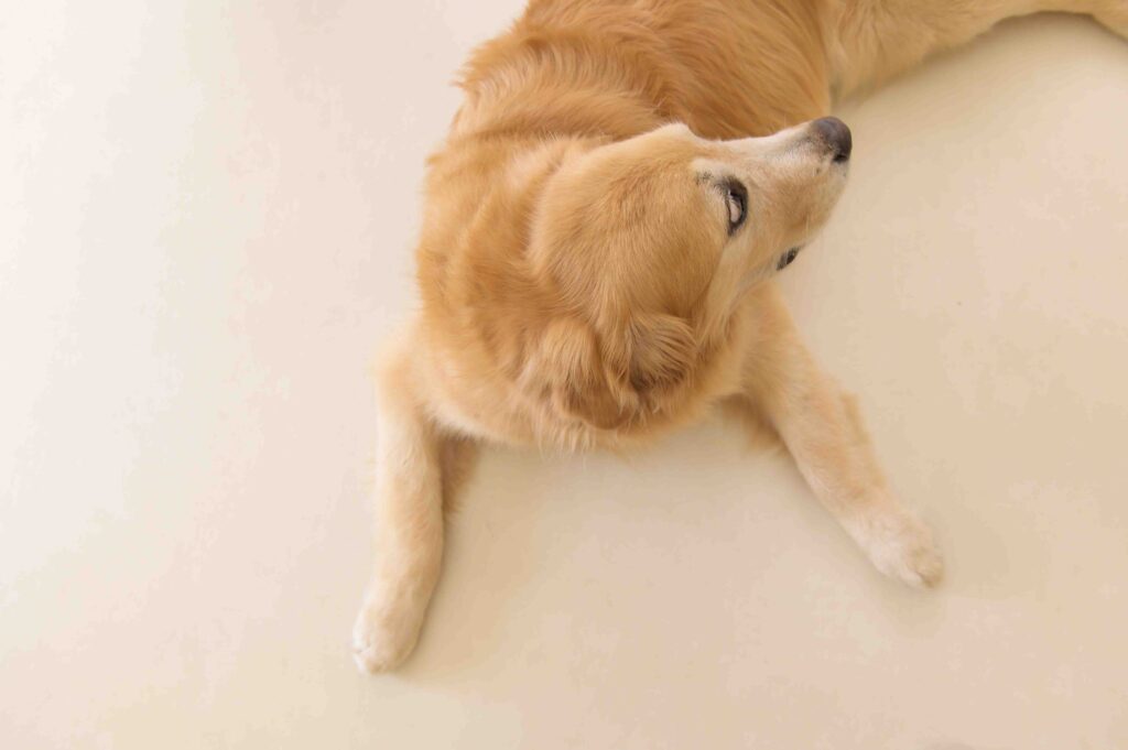 東海エリアのファミリーに選ばれている、赤ちゃんと愛犬が一緒に残せるあたたかなベビーフォトスタジオ