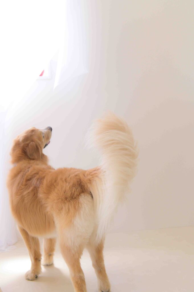 浜松・岡崎・名古屋エリアの飼い主様に選ばれている、愛犬と一緒に残すスタジオ撮影プラン