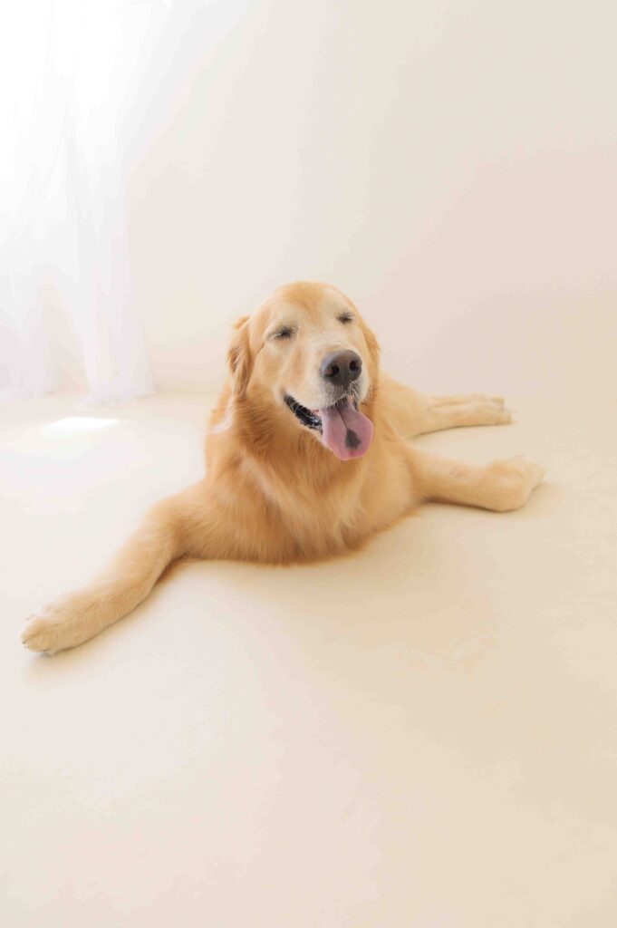 愛犬同伴が可能な豊橋のスタジオリアンで、安心してリラックスして過ごすワンちゃん