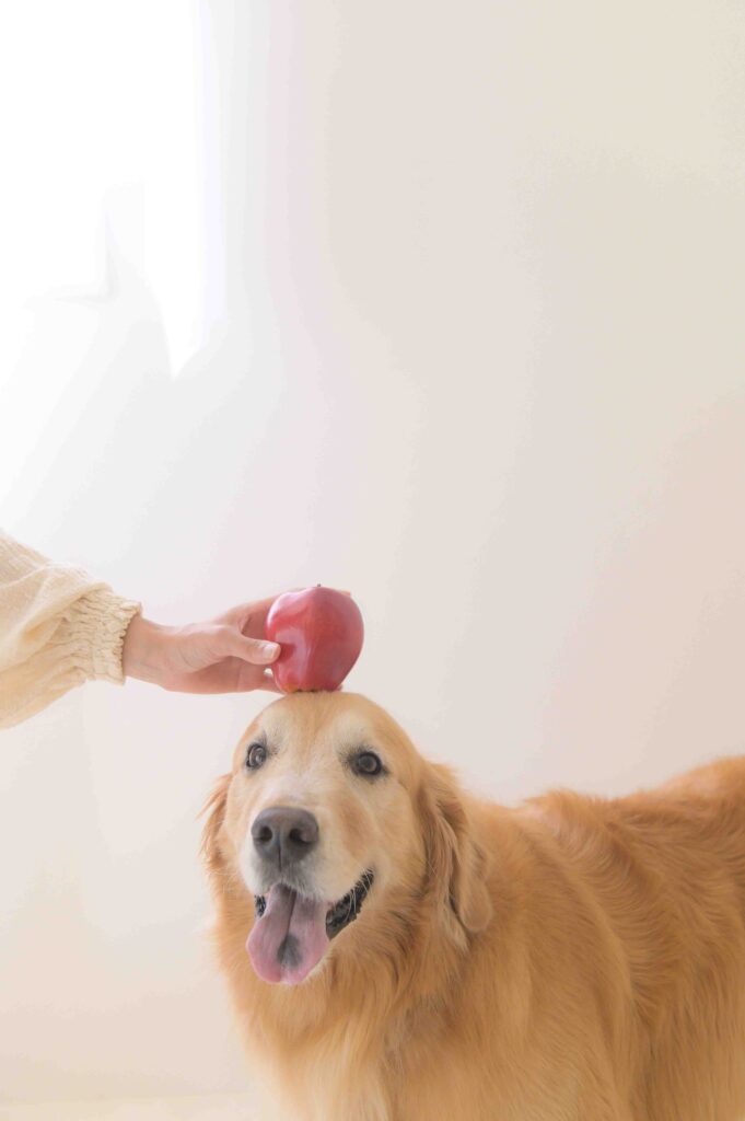 小さなお子様とペットが一緒に安心して過ごせる、豊橋市の愛犬歓迎ベビーフォトスタジオ