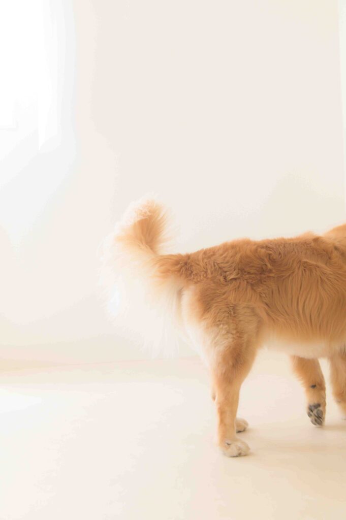 小さな新しい家族をやさしく見守るお兄ちゃん犬の姿を収めた、愛おしいニューボーンフォト